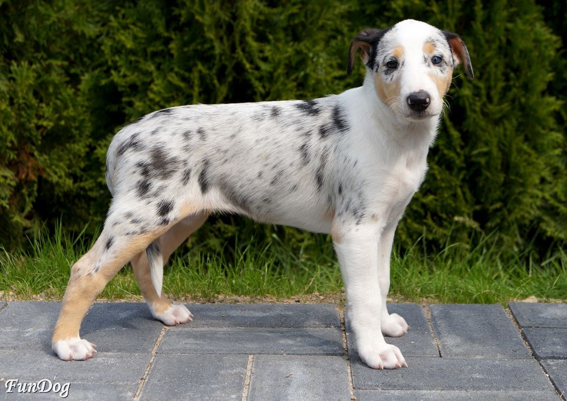 Ballantine Daff Fun dog